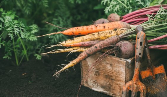 Jak urządzić własny ogródek warzywny